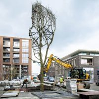 4_TreeTank project in Hasselt - from installation to final result